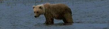 Alaskan Bear in a stream