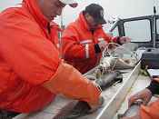 Fishery Biologists Stewart Cogswell and Charles Bronte remove lake trout from gill-nets. 
- USFWS photo by Rob Elliott 