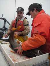 Biologists John Netto (right) and Dale Hanson (left) collect biological data from the netted lake trout.
- USFWS photo by Rob Elliott 