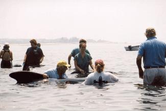 people helping to rescue pilot whale in water