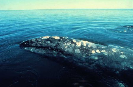 gray whale