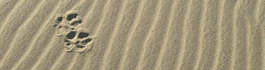 Image of wolf tracks across the sand dunes