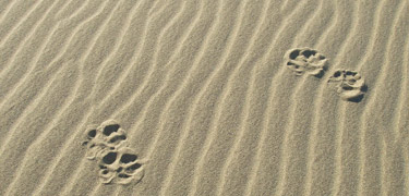 Image of wolf tracks across the sand dunes