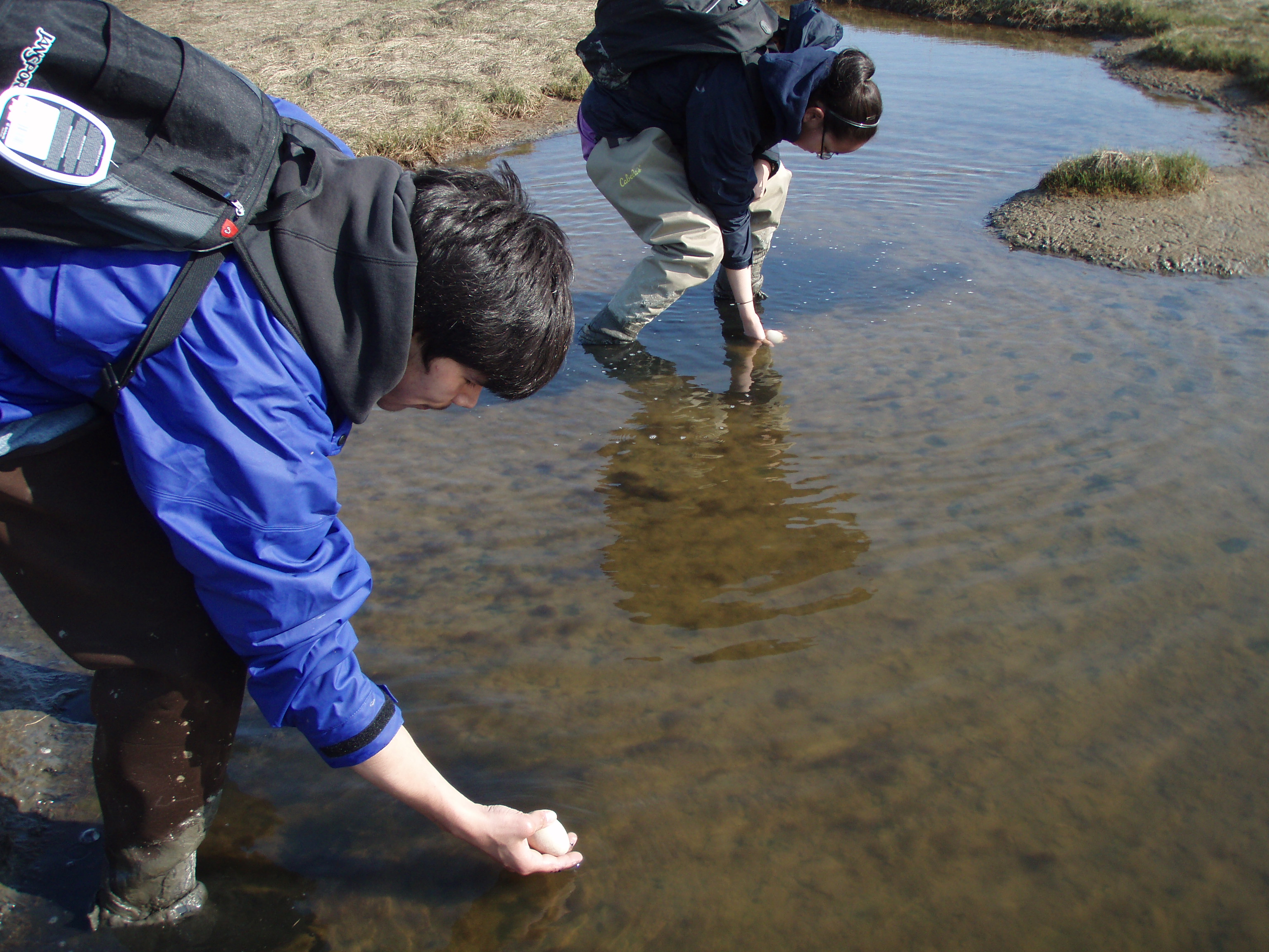 Eider Journey students float eggs to determine embryo age.  Photo Credit:  USFWS