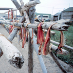 Image of fish drying on a rack in Kotzebue