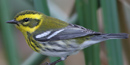 Townsend's Warbler