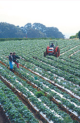 image of tractor and researchers in strawberry field