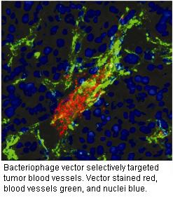 Bacteriophage vector selectively targeted tumor blood vessels. Vector stained red, blood vessels green, and nuclei blue.
