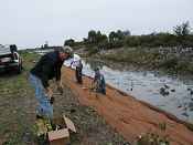 Volunteers plant native vegetation along the cree bank to reduce sedimentation.