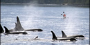resident pod of Orca whales