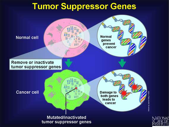 Tumor Suppressor Genes