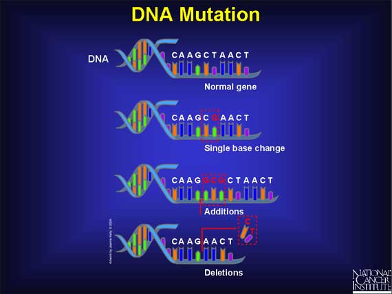 DNA Mutation