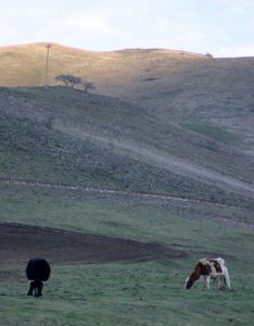 Livestock Grazing