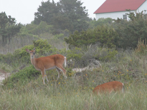 Two deer browse on shrubs and dune vegetation near historic structure.