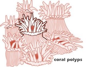 Coral Polyps