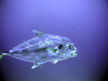 Photo of an African pompano (Alectis ciliaris) in open water off the coast of St. Croix, USVI 2004 