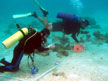Photo of Biogeography Branch and NPS SCUBA divers performing reef fish and habitat surveys over sand and rubble in St. Croix 2005