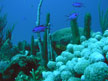 Photo of blue chromis (Chromis cyanea) swimming over finger coral (Porites porites) taken in Puerto Rico 2004