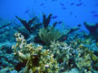 Photo of fish swimming around a reef in St. Croix, USVI 2003