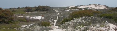 Narrow white sand trail meanders through low scrub plants and shrubs behind high sand dunes.