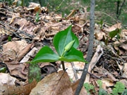 budding leaves