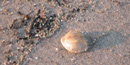 Hundreds of small, round, pearly-pink eggs lie scattered at water's edge beside horseshoe crab molt..