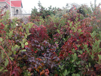 A sign of autumn: red-tinged leaflets of poison ivy are intertwined with green shrubs in front of the red-roofed lighthouse keepers quarters.