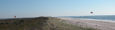 Monarch butterflies migrate over primary dune line.