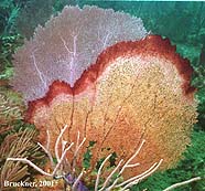 sea fan with red band disease