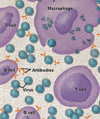 Illustration of immune cells responding to an invading virus