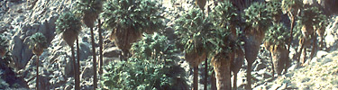 fan palm oasis