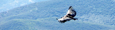 A California condor soars above a chapparal hillside. Photo by Sara Bartels.