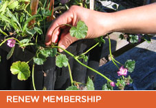 Parks Conservancy Native Plant Nurseries work