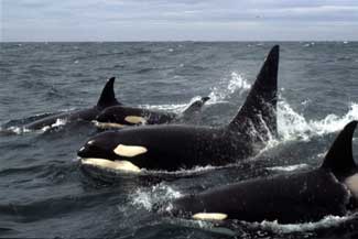 pod of killer whales in the Bering Sea