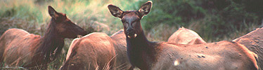 Roosevelt elk cows