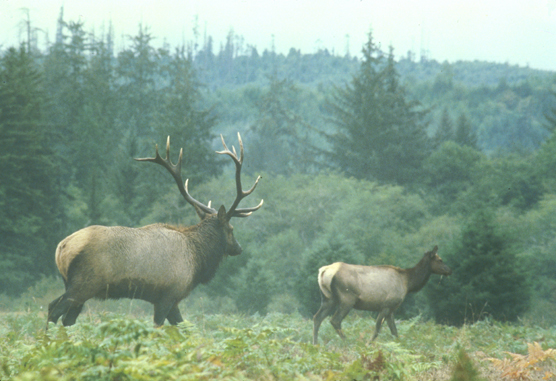 Roosevelt elk at Prairie Creek Redwoods State Park