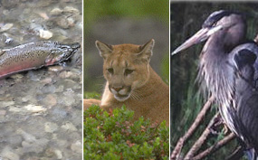 Coho salmon, mountain lion, great blue heron