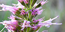 Horsemint