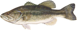 Bass illustration