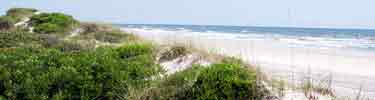 The dunes protect the barrier island from storms.