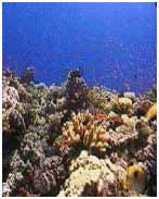 image of coral underwater