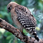 Red-shouldered hawk on a branch.