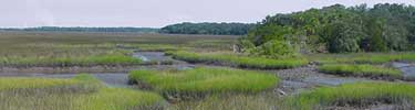 Marsh at the Theodore Roosevelt Area