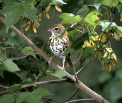 Wood thrush. Credit: Steve Maslowski/USFWS