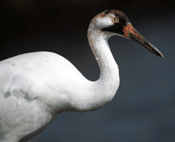 Whooping Crane Credit: Ryan Hagerty / USFWS 