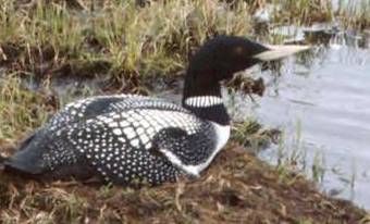 Photo of a Yellow-billed Loon.   Photo Credit:  Susan Earnst/USGS