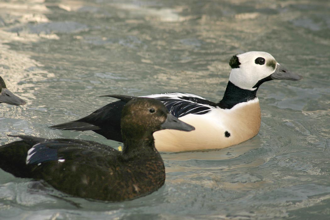 Photo of female (left) and male Steller's eiders.  Photo Credit:  Laura Whitehouse/USFWS