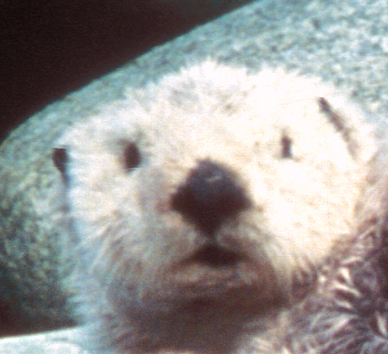 Photo of a Sea Otters head  Photo Credit: USFWS