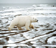 Photo of Polar Bear in its' habitat.  Photo Credit:  Connie Barclay/USFWS