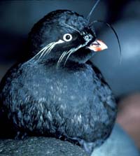 Photo of Whiskered Auklet, Alaska Maritime Refuge.  Photo Credit:  L. Lauber